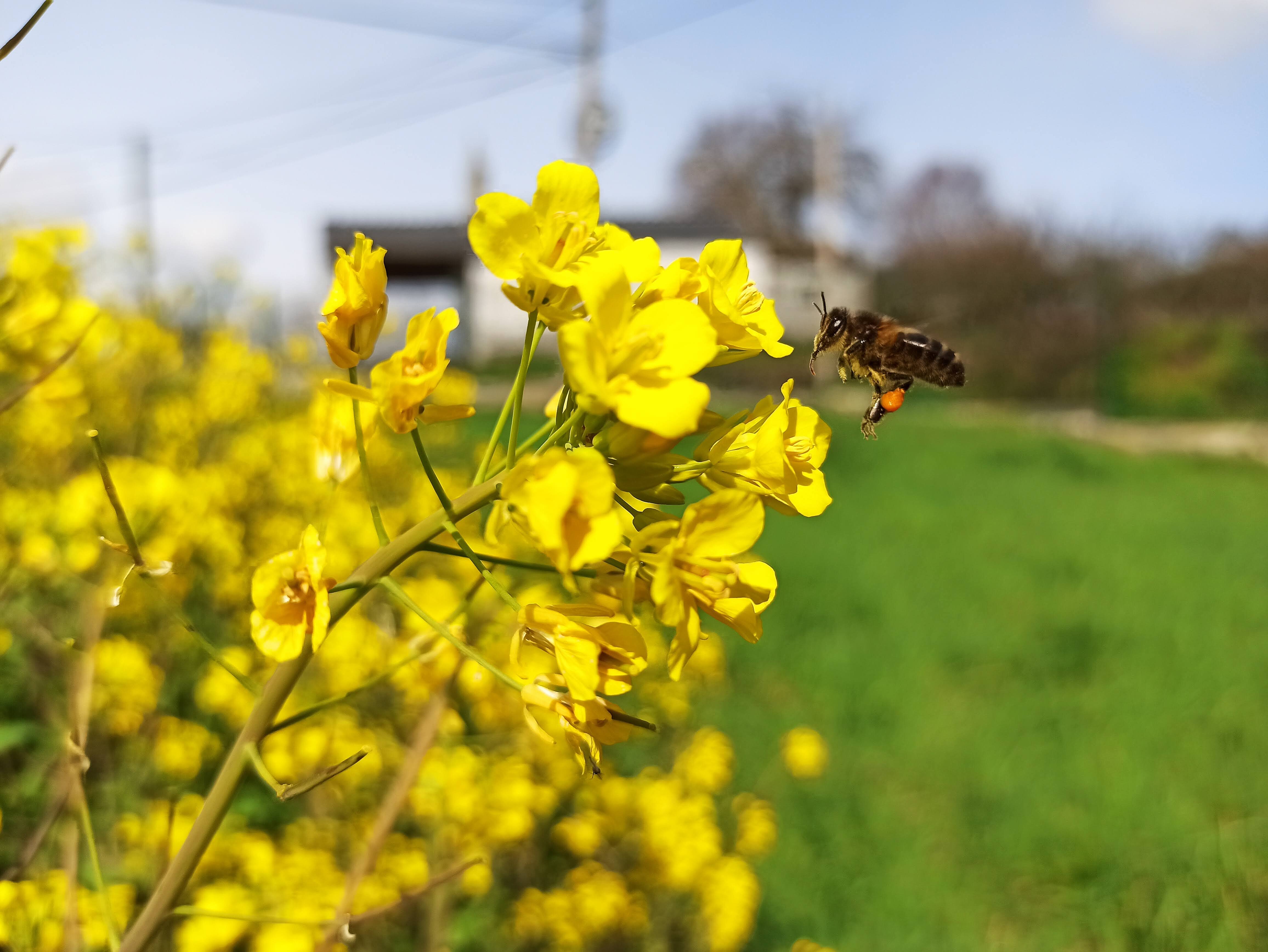 Abeja polinizando colza en Asturias